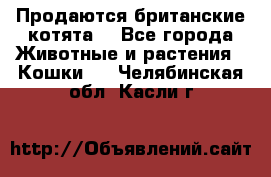 Продаются британские котята  - Все города Животные и растения » Кошки   . Челябинская обл.,Касли г.